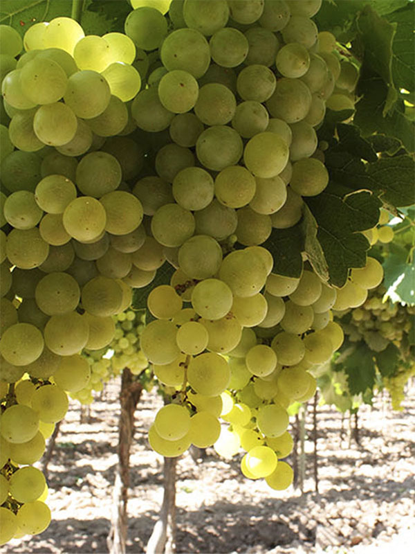 Racimo de uvas Torrontés maduras en viñedo de altura