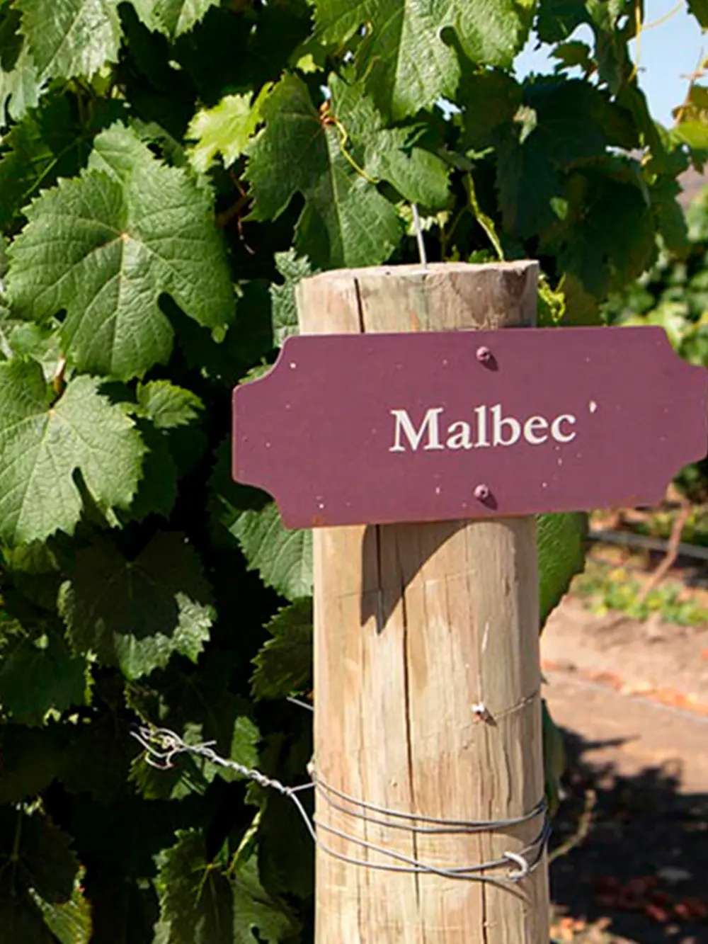 Argentina - Marca Malbec